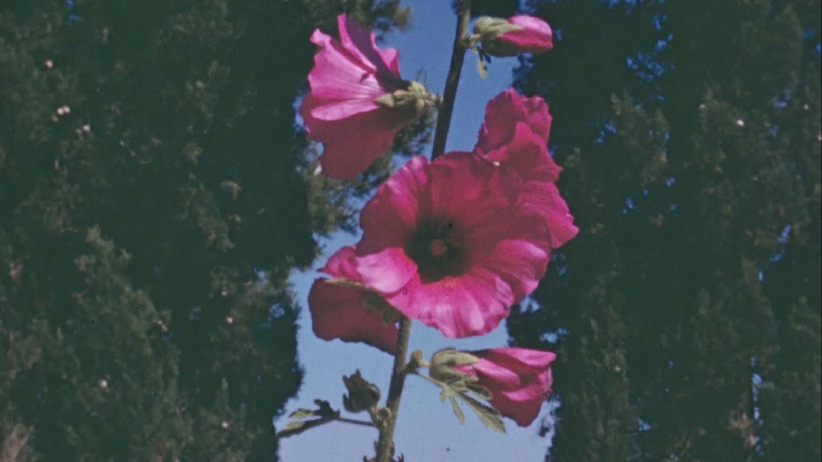 Still from The Flowers Stand Silently, Witnessing, showing pink flowers growing outdoors.