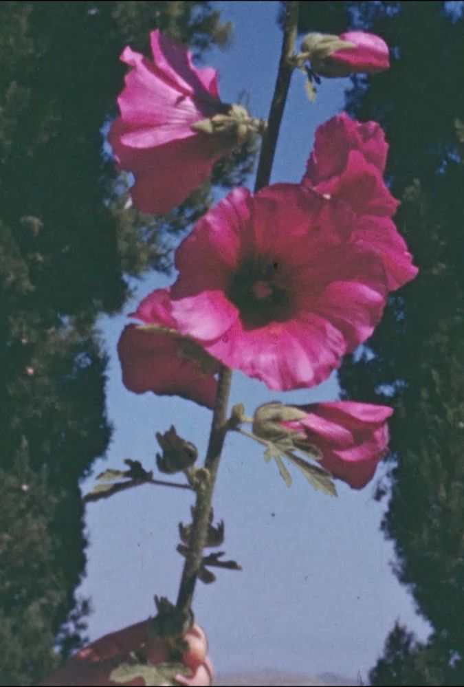 Still from The Flowers Stand Silently, Witnessing, showing pink flowers growing outdoors.