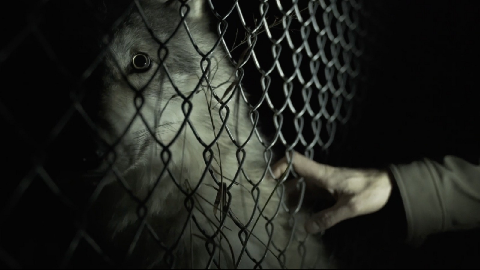 Still from Wolf Park, which shows a wolf behind a wire fence at night, with a hand reaching out to touch the wolf